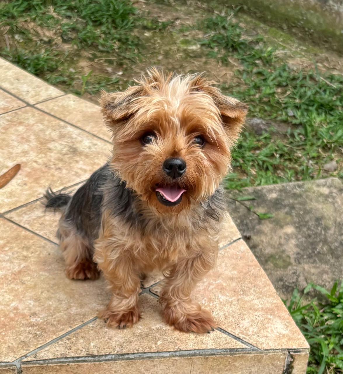 Chiens à adopter